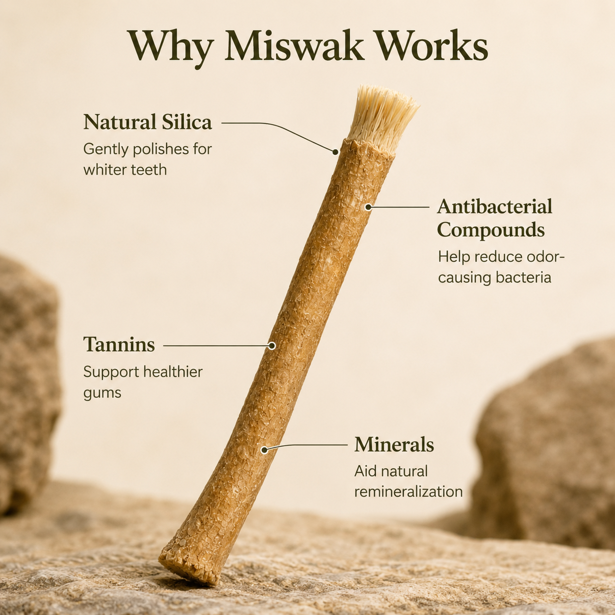 Ancient Organic Miswak Toothbrush 1pc